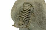 Flying Crotalocephalina Trilobite - Atchana, Morocco #359147-5